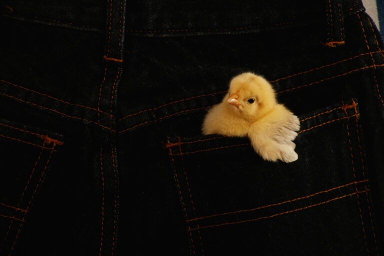 Chicken Skin ¿El gluten causa queratosis pilaris (piel de gallina)?