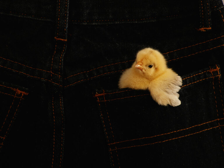 Chicken Skin ¿El gluten causa queratosis pilaris (piel de gallina)?