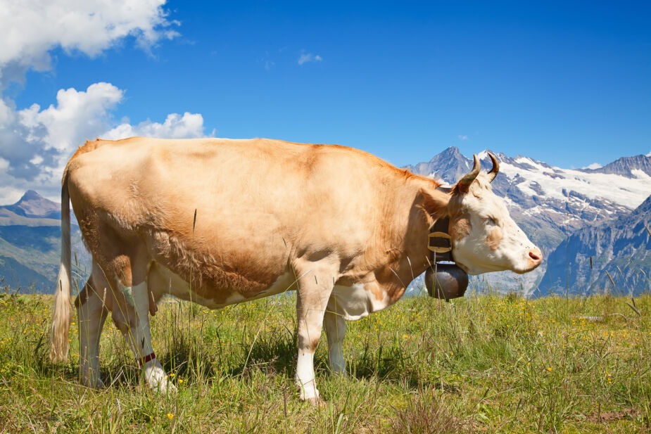 what is a2 milk? it is milk produced from cows bred to produce a2 milk