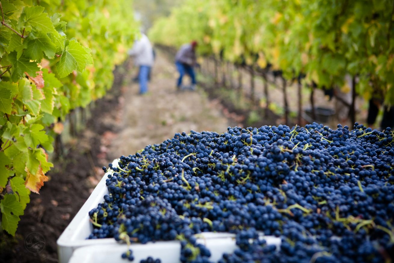 Harvesting grapes in a vineyard