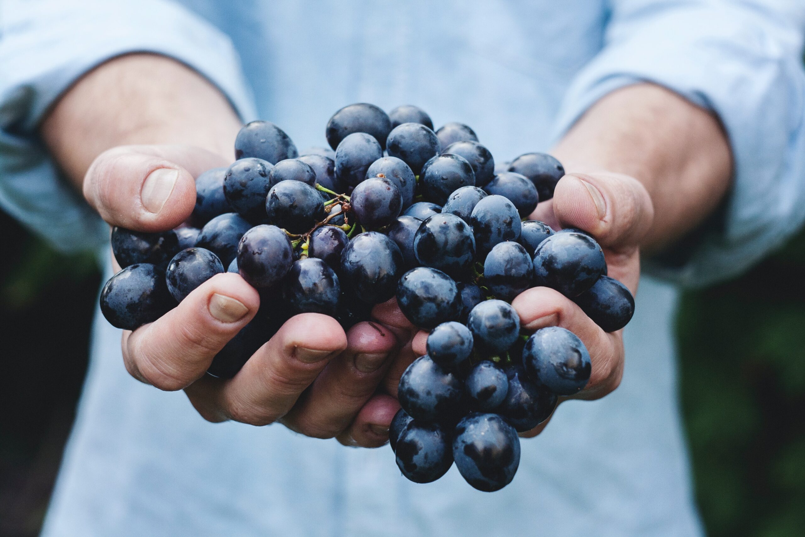 close up of a person holding a beautiful bunch of red grapes