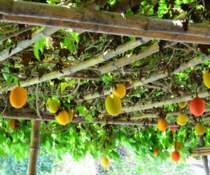 gac fruit growing on a trellis.