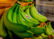 green bananas can be used in green banana recipes as potato substitutes