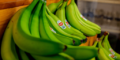 green bananas can be used in green banana recipes as potato substitutes