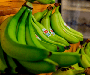 green bananas can be used in green banana recipes as potato substitutes